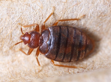Image of a bedbug prior to feeding
