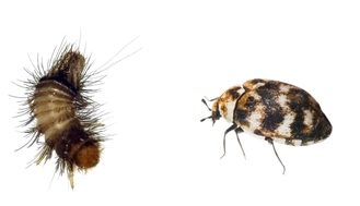 Image of a carpet beetle adult and larvae