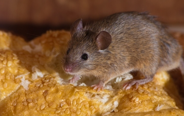 Image of a mouse eating standing on bread