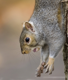 Image of a grey squirrel in a tree